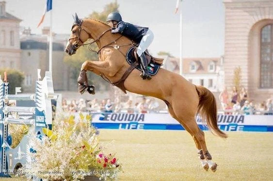 Showjumping - dresageperformance.co.uk